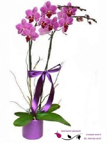 2 Köklü Mor Orkide